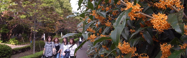 キンモクセイの花が咲く構内